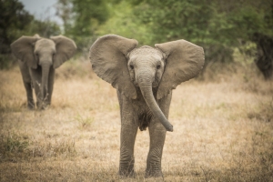 Make the most of your natural escapades wit luxurious Group safari tours Africa