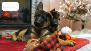 How Local Climate and Care Affect German Shepherd Puppies in MD