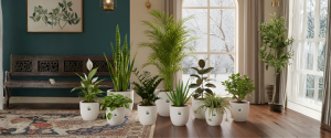 Best Indoor Plants to Beat the Winter Blues