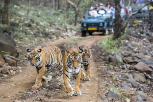 Top 5 Forests to Visit in India for an Unforgettable Wildlife Trip