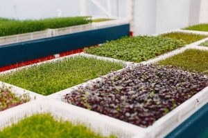 Expert Tips from a Leading Commercial Grass Seed Supplier in Delhi