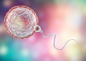 Donor Egg IVF (In-Vitro Fertilization) Market Size, Share, Forecast Report 2025-2033