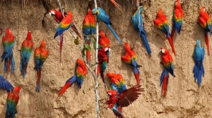 Macaw Clay Lick of Tambopata