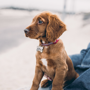 Why Personalized Engraved Dog Tags Are Essential for Responsible Owners