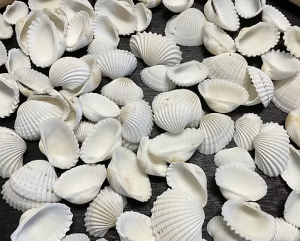 Why Cat's Eye Seashells Glow Like Magic