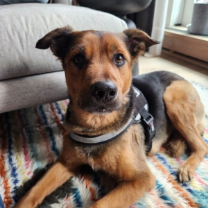 Best Ways to Encourage Obedience in Young Puppies