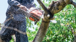 Common Signs That Indicate It's Time for Tree Removal