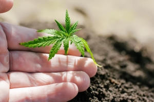 Which Marijuana Strains Are Best Known For High THC Output?