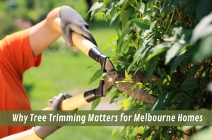 Why Tree Trimming Matters for Melbourne Homes