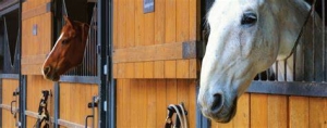 Exploring The Reasons Behind Purchasing Horse Insurance