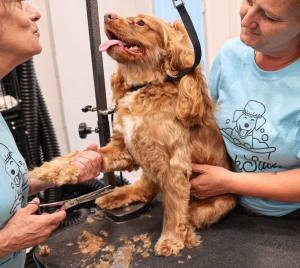 The Complete Guide to Dog Grooming Packages in Dunedin, FL
