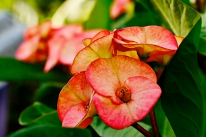 Wilczomlecz Okazały (Euphorbia milii): Kompletny Przewodnik po Uprawie, Pielęgnacji i Zastosowaniu 