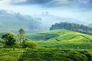 Munnar Tour Package from Cochin – Explore the Tea Gardens of Kerala