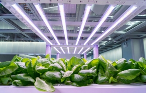 LED Grow Light Manufacturing Plant Project Report 2025: Industry Trends, and Economics Details