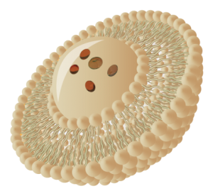 Maximize nutrient absorption and support your health with clinically validated liposomes — science-backed wellness you can trust.