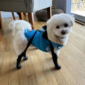 Rainy Shoes for Dogs: Keep Paws Dry, Healthy, and Happy This Season