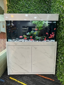 Marine Aquarium Care and Custom Fish Tank Solutions in Singapore