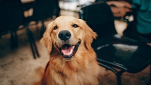 Top 5 International Dog Rescues Changing Lives Across Borders