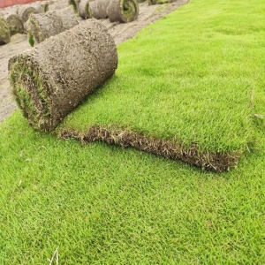 Looking for the Best Natural Grass Supplier in Delhi? Here’s Why Bablu Farm and Nursery Leads the Way