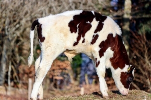 Speckle Park Cattle: The Rising Star of Premium Beef & Modern Farming