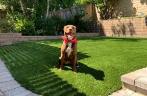 How to Choose the Best Synthetic Grass for Pets: A Complete Guide 