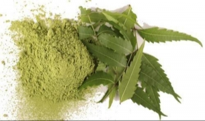Neem Extract Market Size, Industry Share, Growth & Forecast 2023-2028