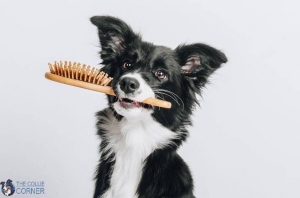 Border Collie The Brilliant Herding Dog with a Heart of Gold