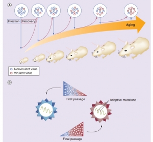 Dengue Virus Mouse Models to Accelerate Antiviral and Vaccine Development