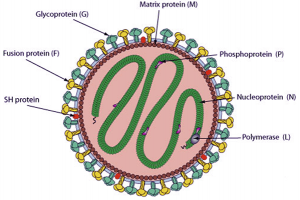 Comprehensive Line of Respiratory Syncytial Virus Antigens