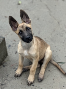 German Shepherd Breeder Queensland: Bringing You Loyal, Intelligent Puppies