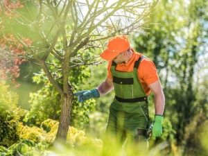 What Are the Best Tree Care Tips for Homeowners?