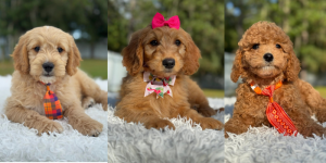 Everything You Need to Know About Goldendoodle Breeders in Florida