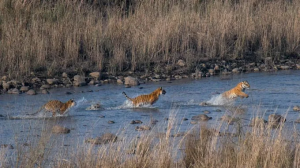 Experience the Untamed Beauty of Corbett Phato Zone Safari in Uttarakhand