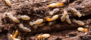 Periwinkle Pest Control: Your Trusted Partner Against Termites