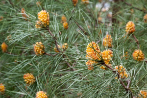 Why Do Builders Prefer Western Red Cedar Over Rough Cedar Today?