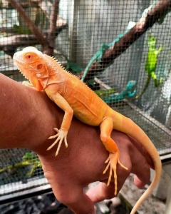 The Delima In Sexing Bearded Dragons