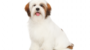 Living Peacefully With Shih Tzu Allergies