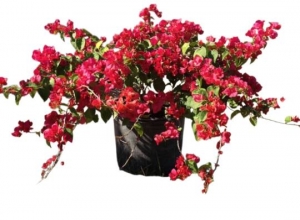 Why Davie’s Unique Climate Makes Plant Shopping an Adventure