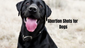 Abortion Shots for Dogs: Key Insights