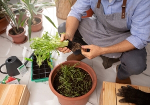 Best Tips for Gardening at Home for a Green and Fresh Space