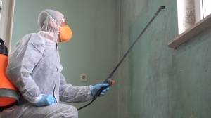 Why You Need Professional Mold Removal Restoration Services