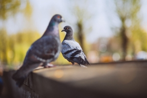 The Importance of Professional Pigeon Control in Las Vegas, NV