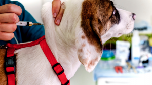 Maximizing Canine Wellness: Essential Insights into the Puppy 5-Way Vaccine Protocol