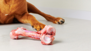 A Professional Blueprint for Bone Safety and Enrichment