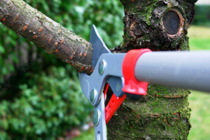 Tree Pruning or Trimming in Barnegat Township NJ: Expert Tips from Curtis Bivins Pro Services LLC