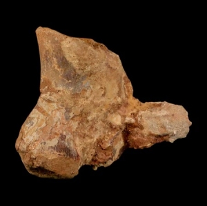 Spinosaurus Dinosaur Fossils: Heritage Of A Giant Living In Charming Rivers