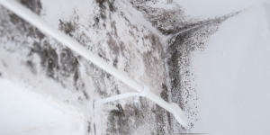 Is Mold Dangerous? Health Effects You Shouldn’t Ignore