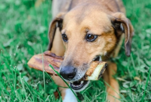 Discover the Best Nutrition for Your Dog's