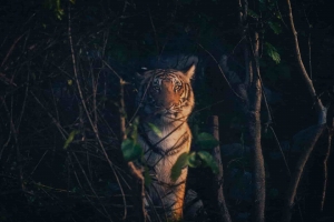 Experience the Untouched Wilderness With Corbett Phato Zone Safari in Uttarakhand