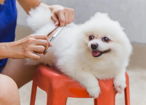 The Complete Guide to Dog Grooming at Home